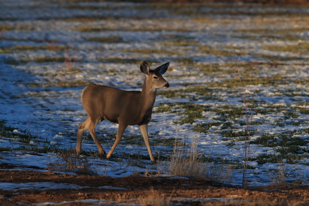 San Mateo Mountains, New Mexico