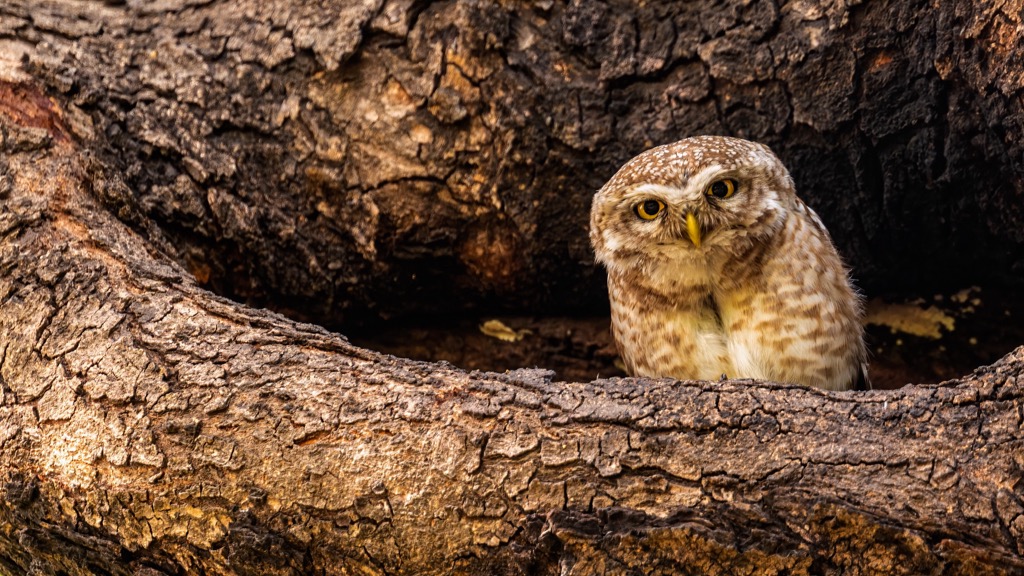 spotted owl, Sand to Snow National Monument, California