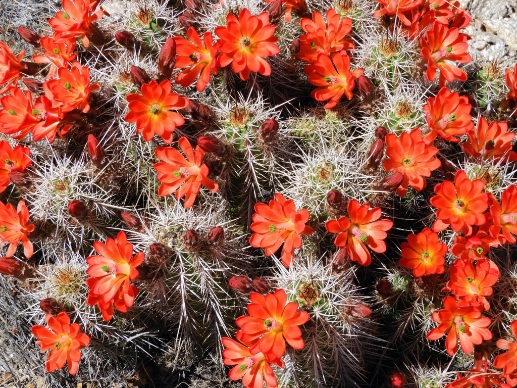 red claret cup cactus, Santa Catalina Mountains, Arizona