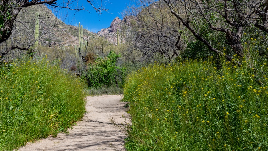 Santa Catalina Mountains, Arizona