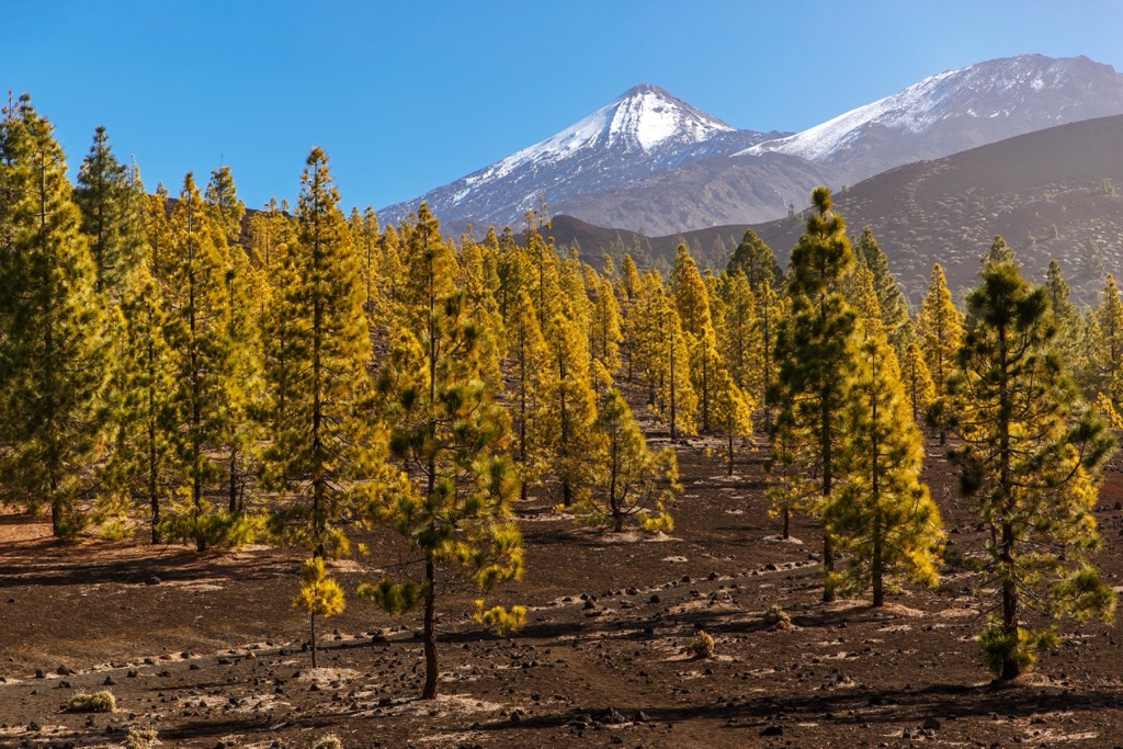 The unique pine forests of Tenerife. Santa Cruz Tenerife