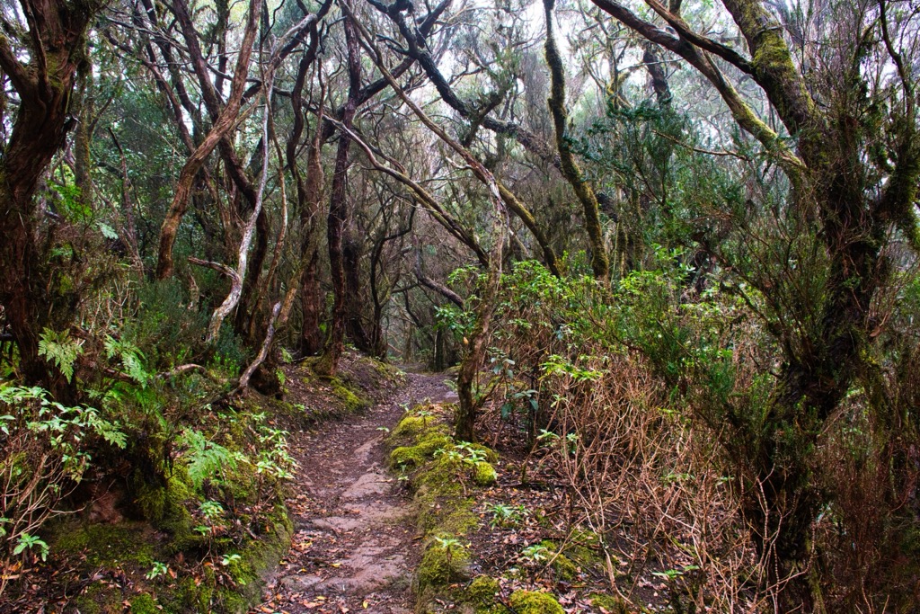 Laurel forests are an ancient treasure. Santa Cruz Tenerife