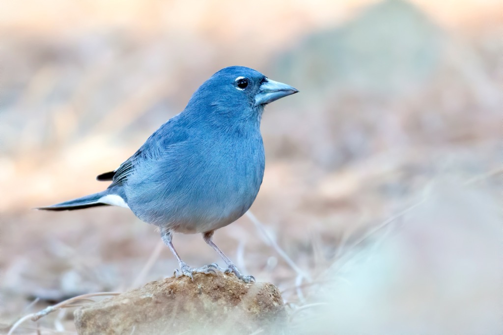 Tenerife blue chaffinch. Santa Cruz Tenerife