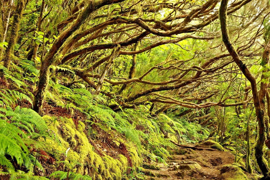 Forest in the Anaga Mountains. Santa Cruz Tenerife