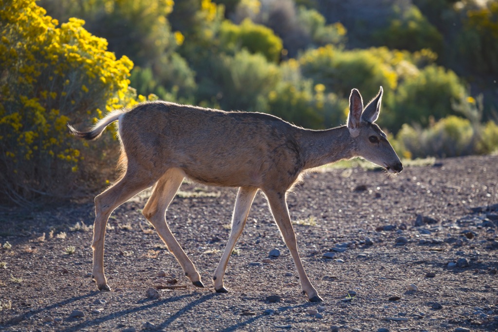 Santa Maria Mountains, Arizona