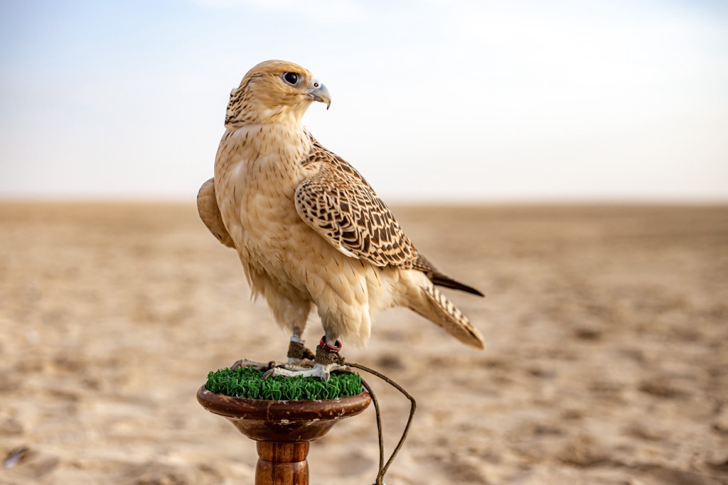 Saudi Arabia Mountains