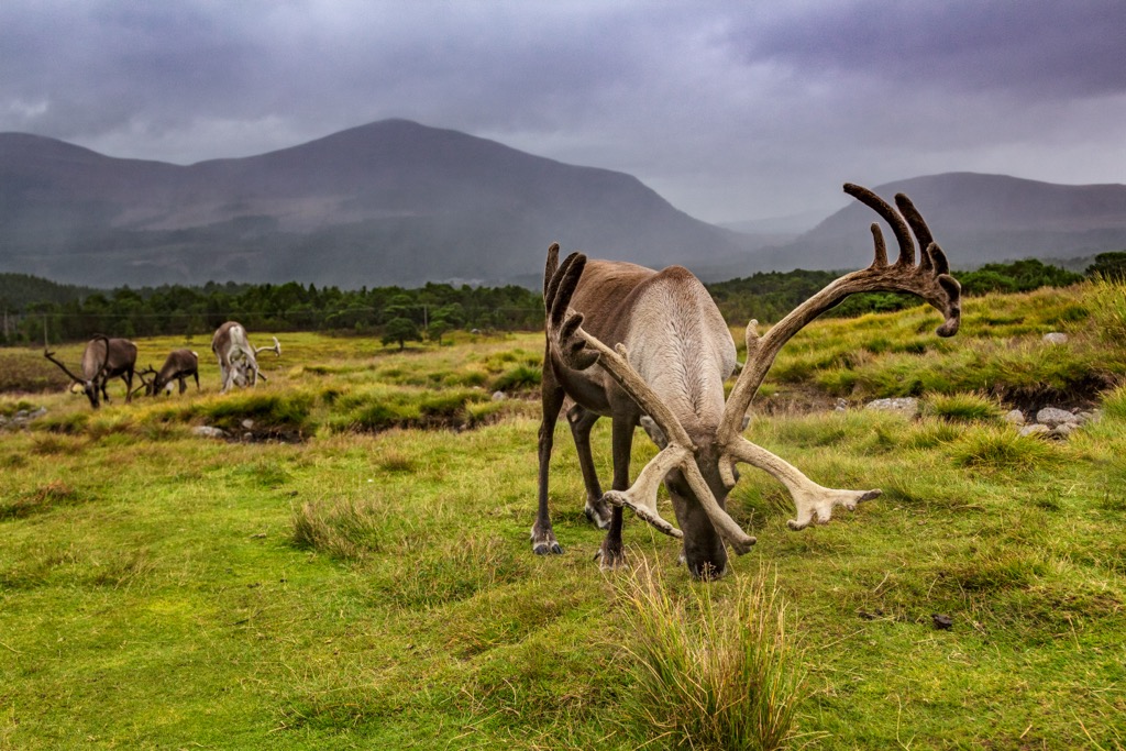 Cairngorms National Park, Scotland