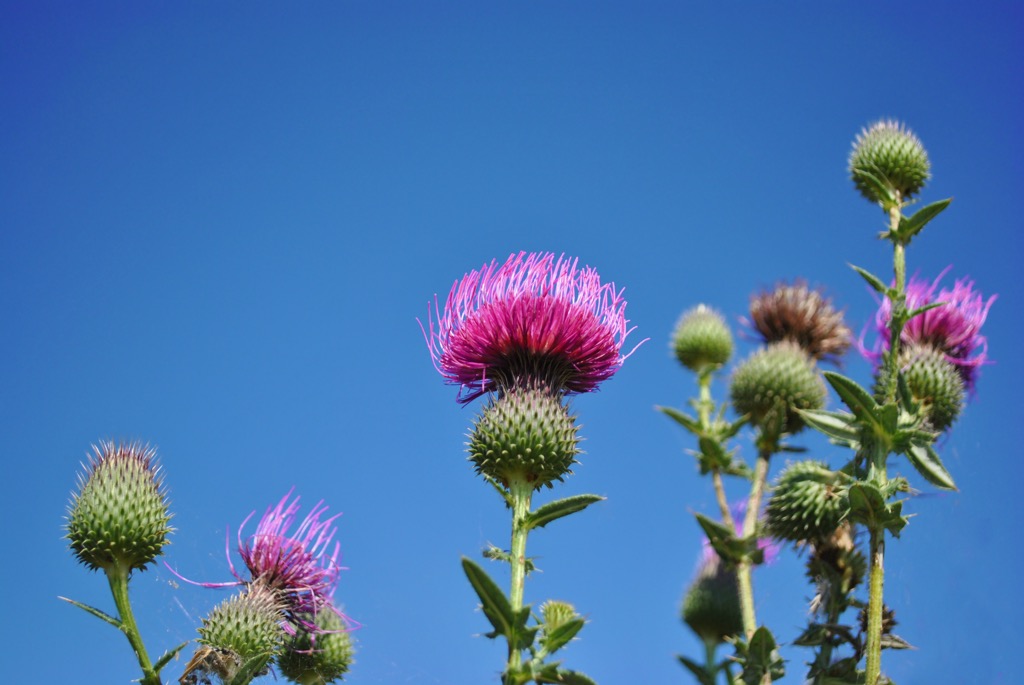 Milk Thistle, Scotland