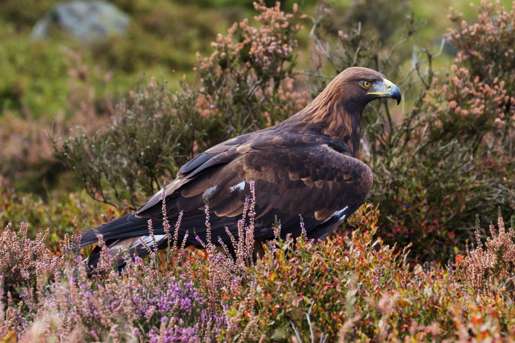 golden eagle, Scotland
