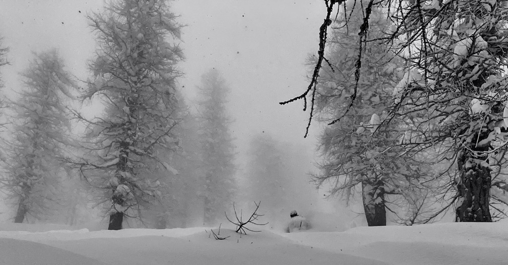 Perfect powder in old-growth forest. Photo: Sergei Poljak. Searching for the Greatest Snow on Earth