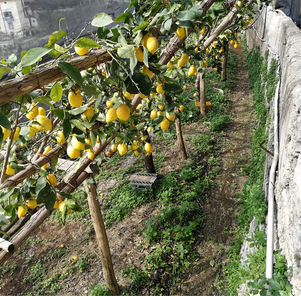 Lemon’s Path, Sentiero dei Limoni, Parco regionale dei Monti Lattari, Lattari Mountains Nature Park, Italy