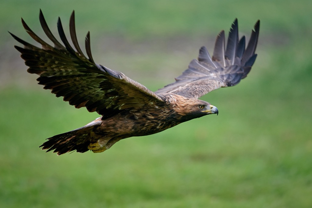 A golden eagle mid-flight. Sesvenna Alps