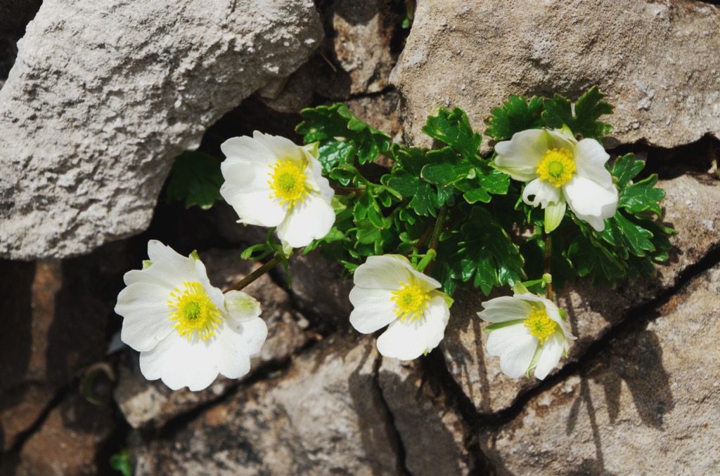 Glacier buttercups growing out of a crack in rocks. Sesvenna Alps