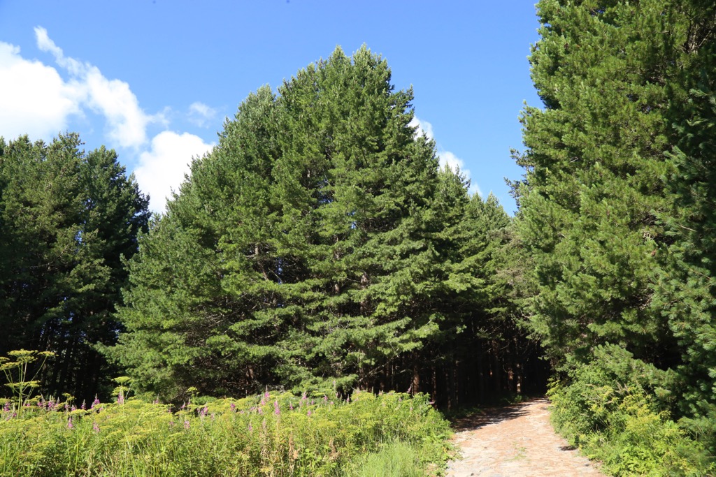 Pinus peuce, or Macedonian pine, is endemic to the Balkan region. Sharr Mountains