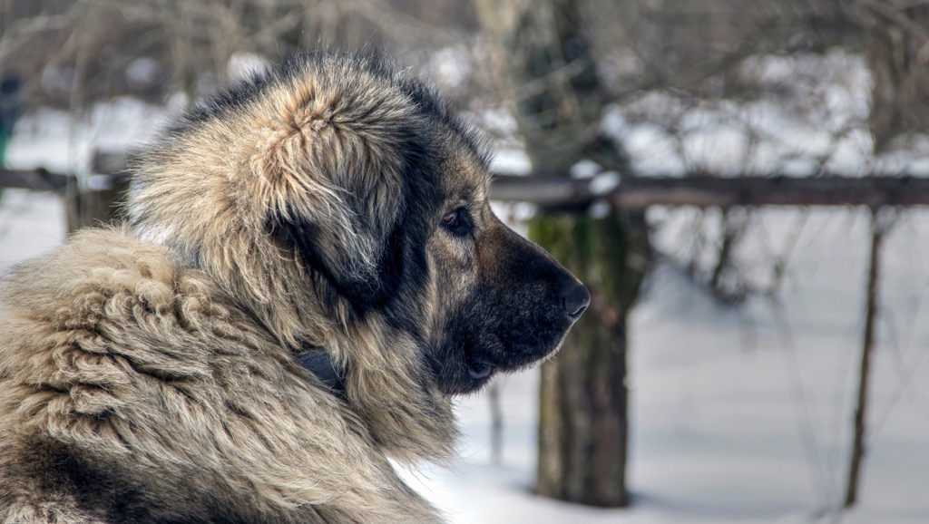 A Sharr dog, also known as the Illyrian Shepard. Sharr Mountains