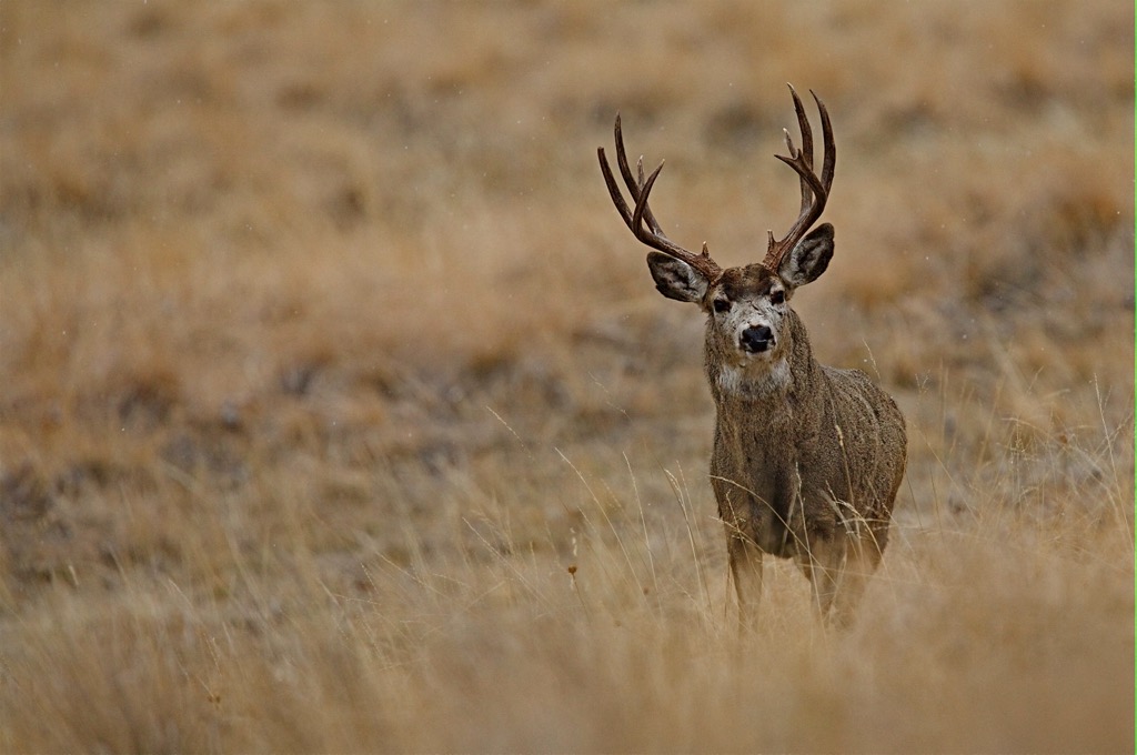 Sheldon National Wildlife Refuge, Nevada