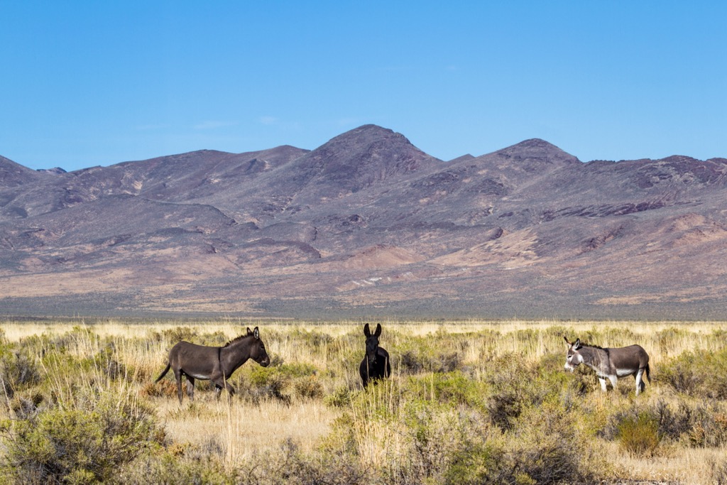 Sheldon National Wildlife Refuge, Nevada