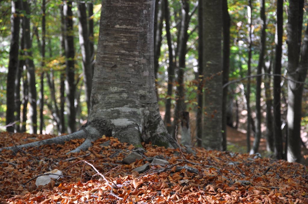 Beech forests in Shtamë. Shtame Pass Nature Park