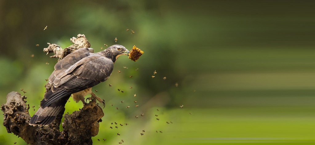 A honey buzzard with a forest feast. Shtame Pass Nature Park