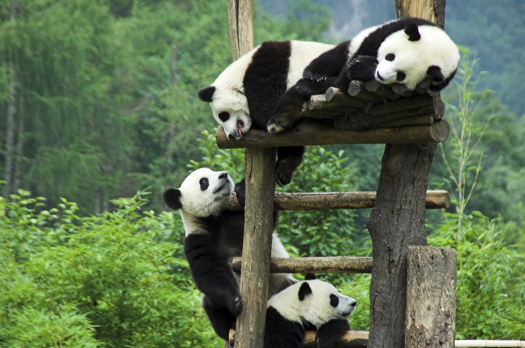 Giant Panda, Wolong National Nature Reserve, Sichuan