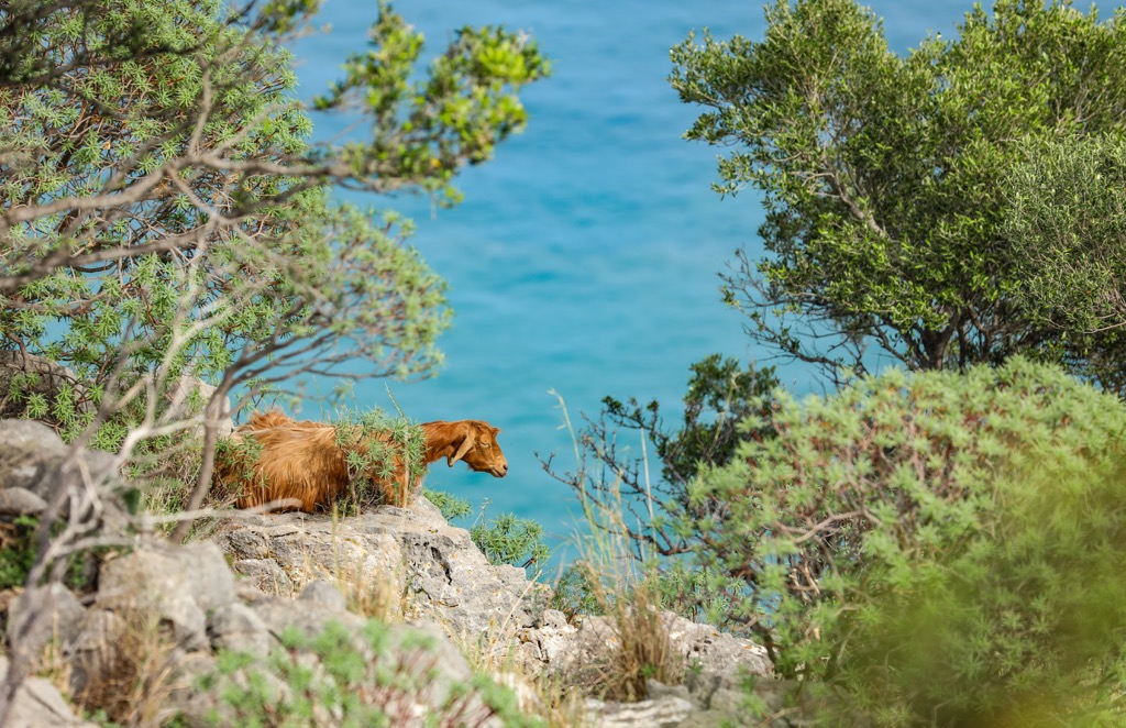 Mountain goat, Sicily, Italy