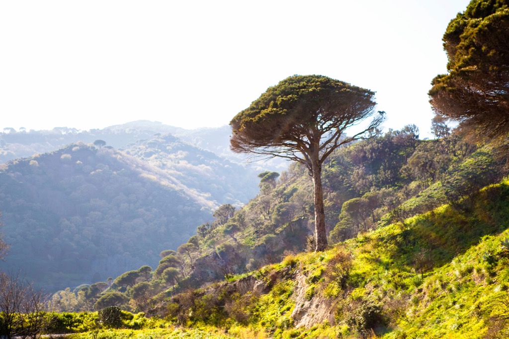forest with road and trees near Messina, Sicily, Italy