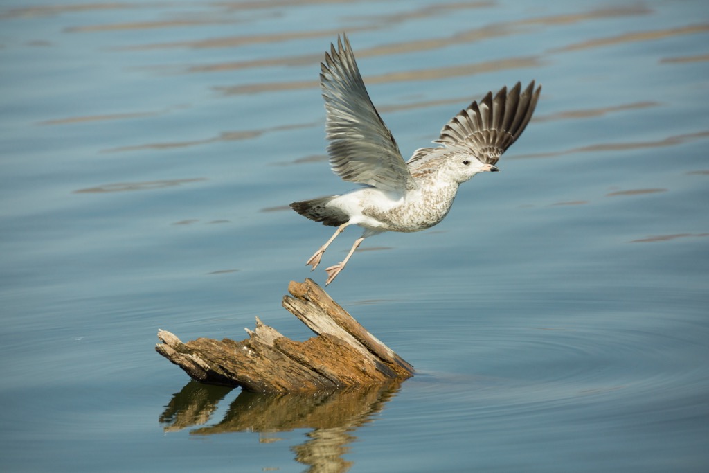 Sierra Ancha, Arizona