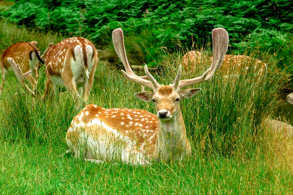 Sika deer, United Kingdom