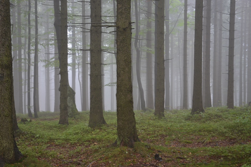 Spruce forests in the Silesian Beskids. Silesian Beskids Landscape Park