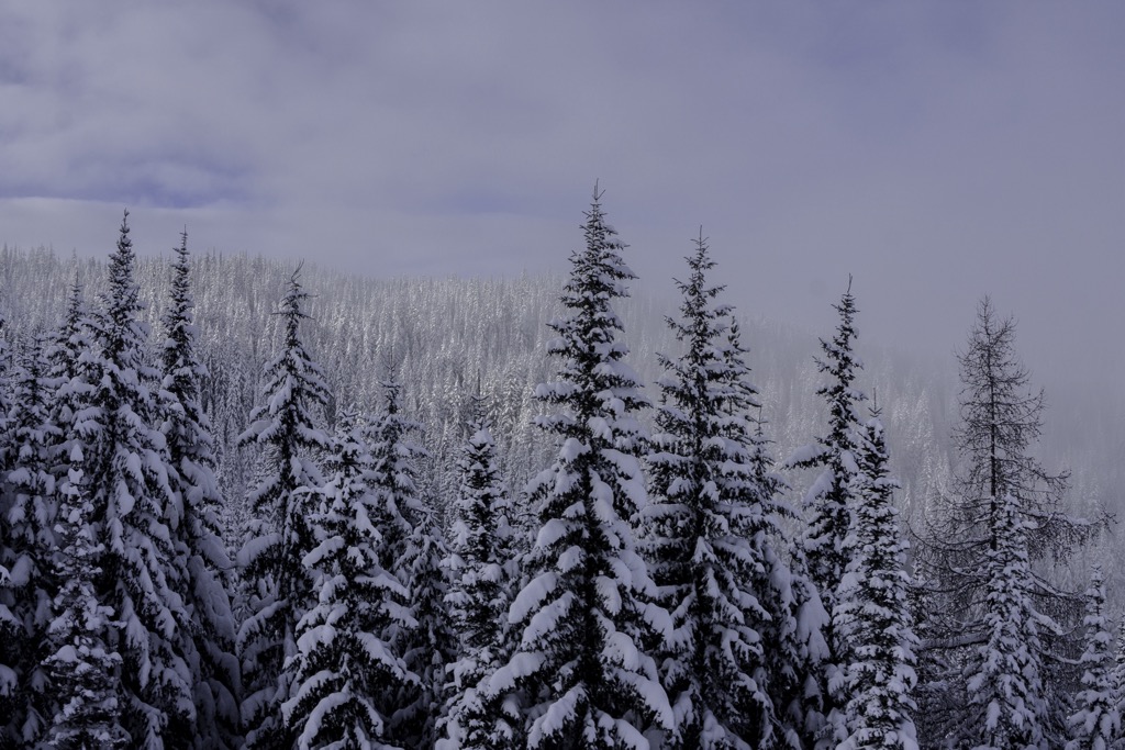 Silver Star Provincial Park, British Columbia