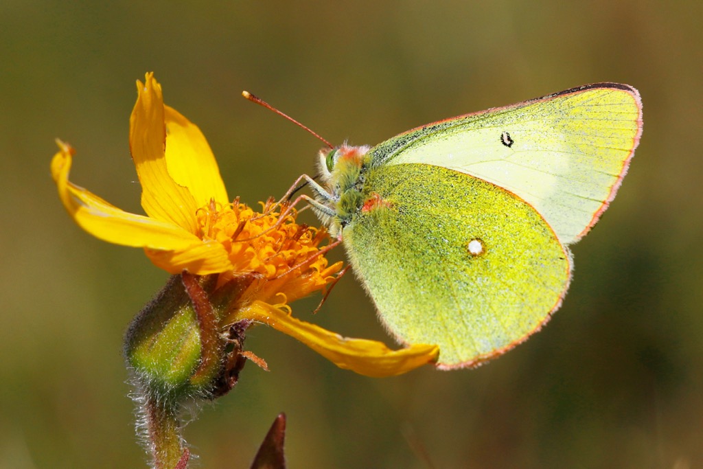 A mountain-clouded yellow butterfly. Silvretta Alps