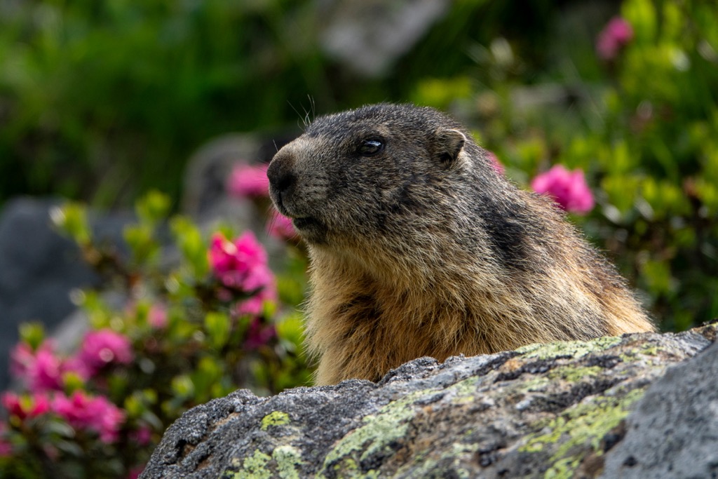 A marmot in the Silvretta Alps. Silvretta Alps