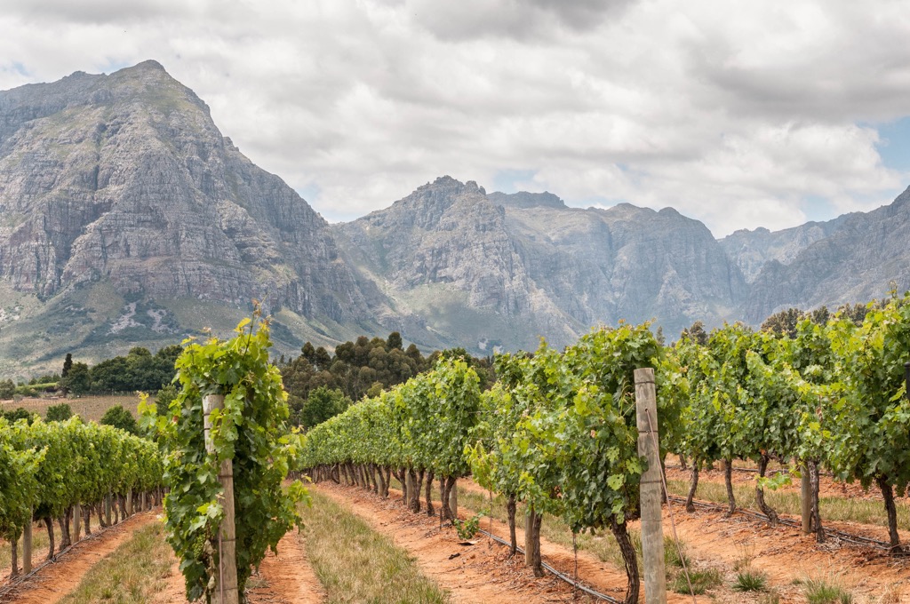 Stellenbosch vineyards beneath the Simonsberg. Simonsberg Nature Reserve