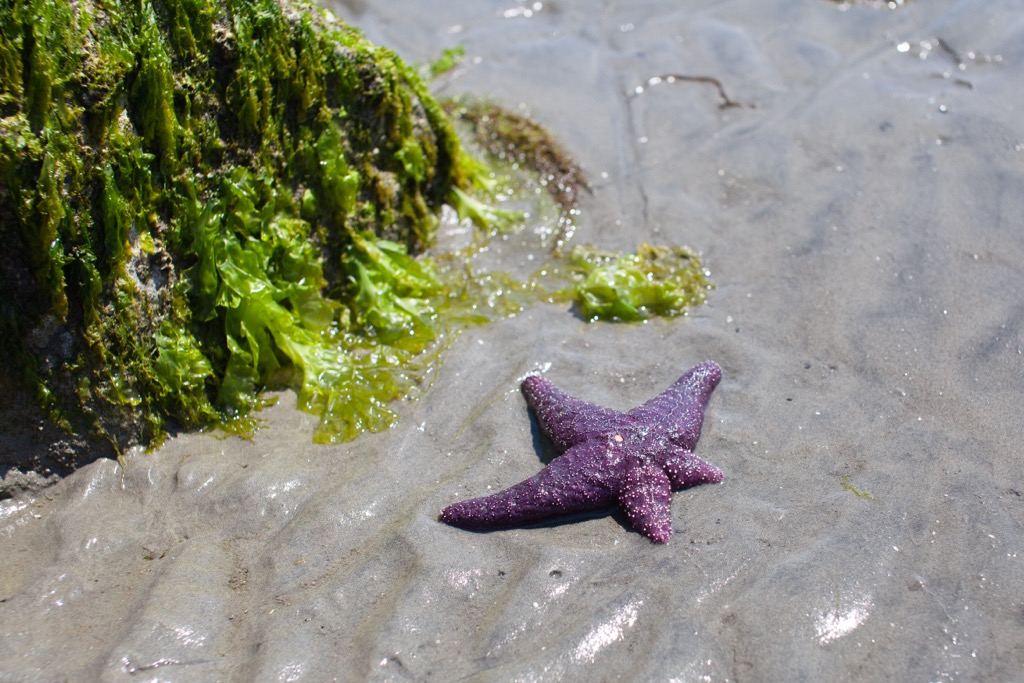 A Ochre Starfish, Simson Provincial Park, British Columbia