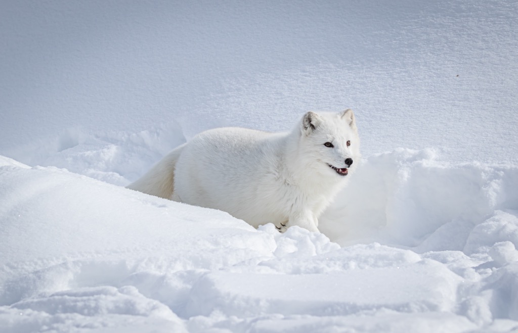 Sirmilik National Park, Nunavut