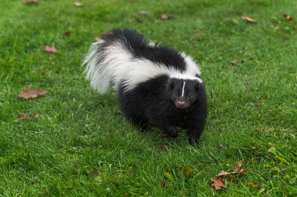 Skunk, Capitan Mountains, New Mexico, USA