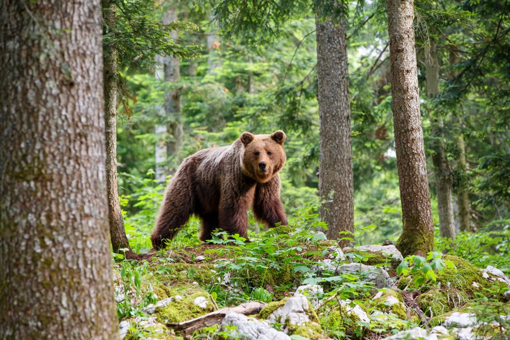 A brown bear stalks the forests of the southern Prealps in the Notranjska region. Slovene Prealps