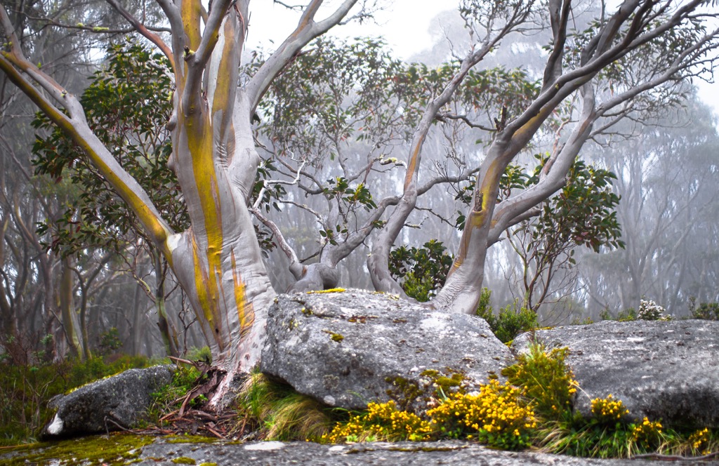 Snow gum trees, Eucalyptus pauciflora, Baw Baw National Park, Australia