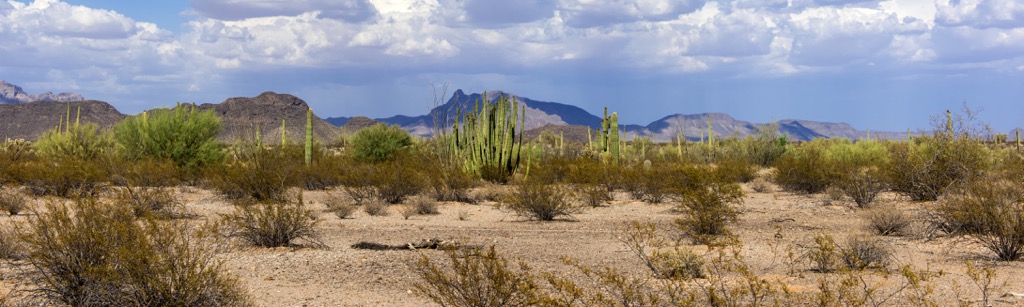 Sonoran Desert National Monument, Arizona