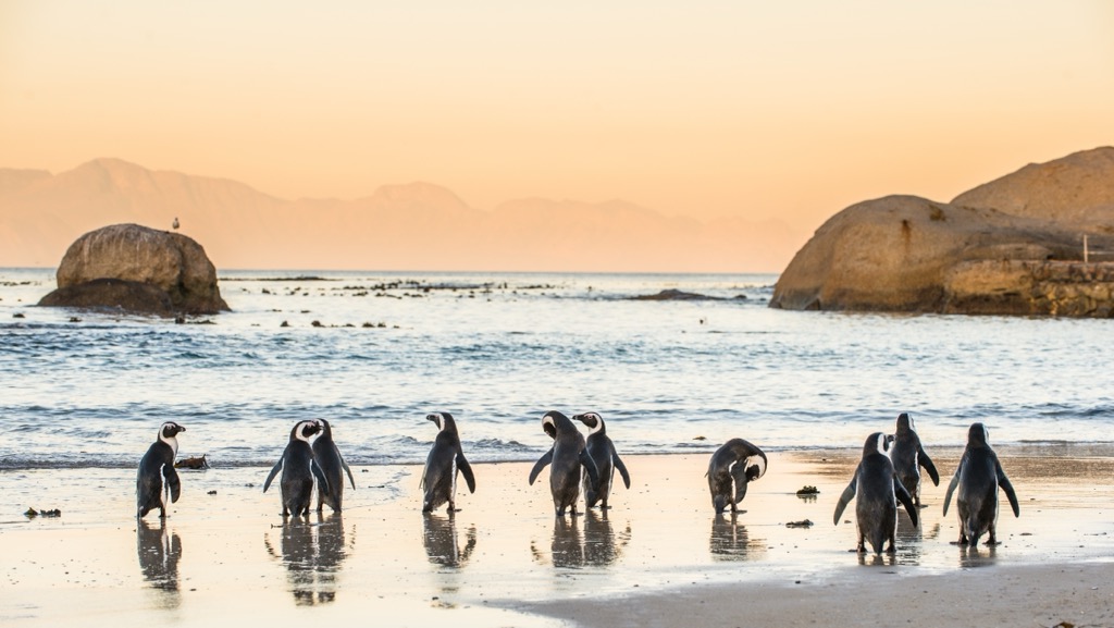 African penguins, South Africa