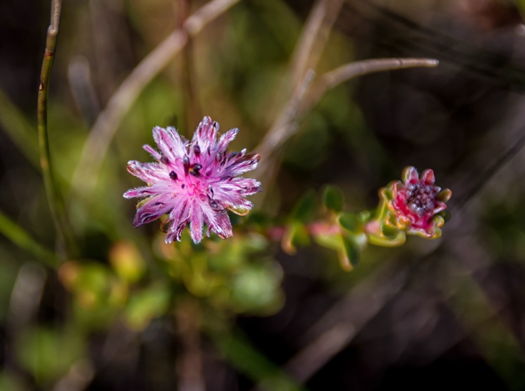 Diastella divaricata, South Africa