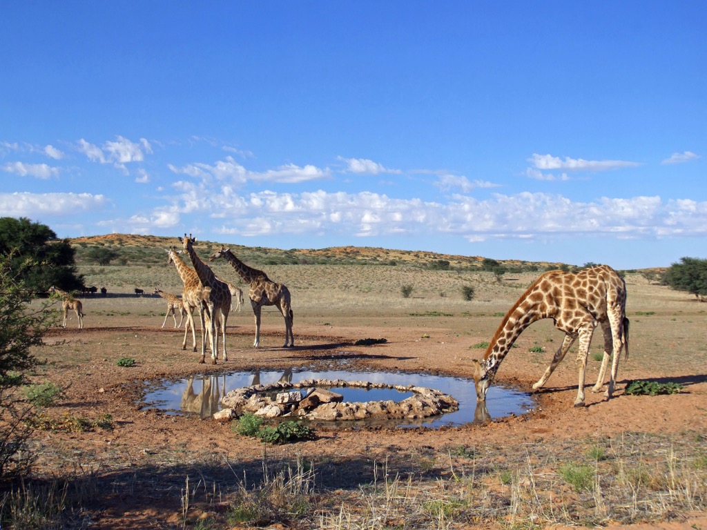 Kalahari, South Africa