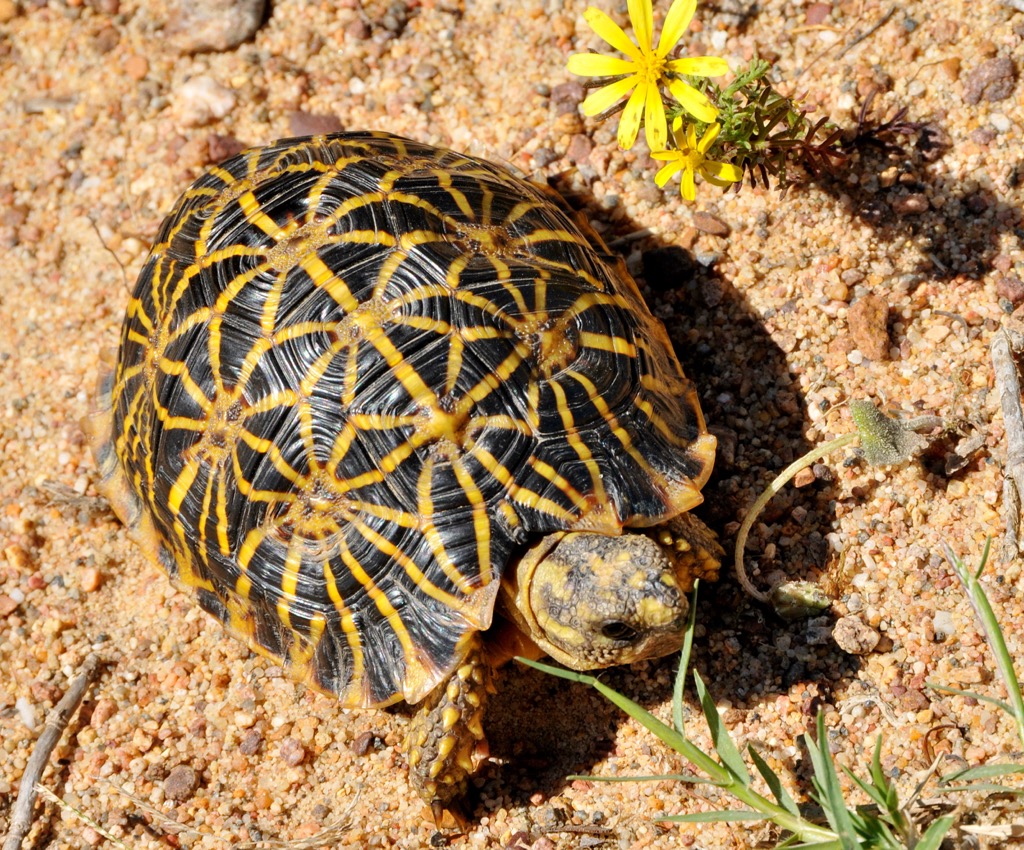 critically endangered geometric tortoise, South Africa