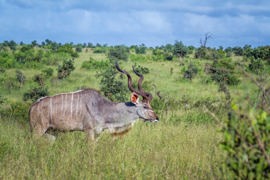kudu, South Africa