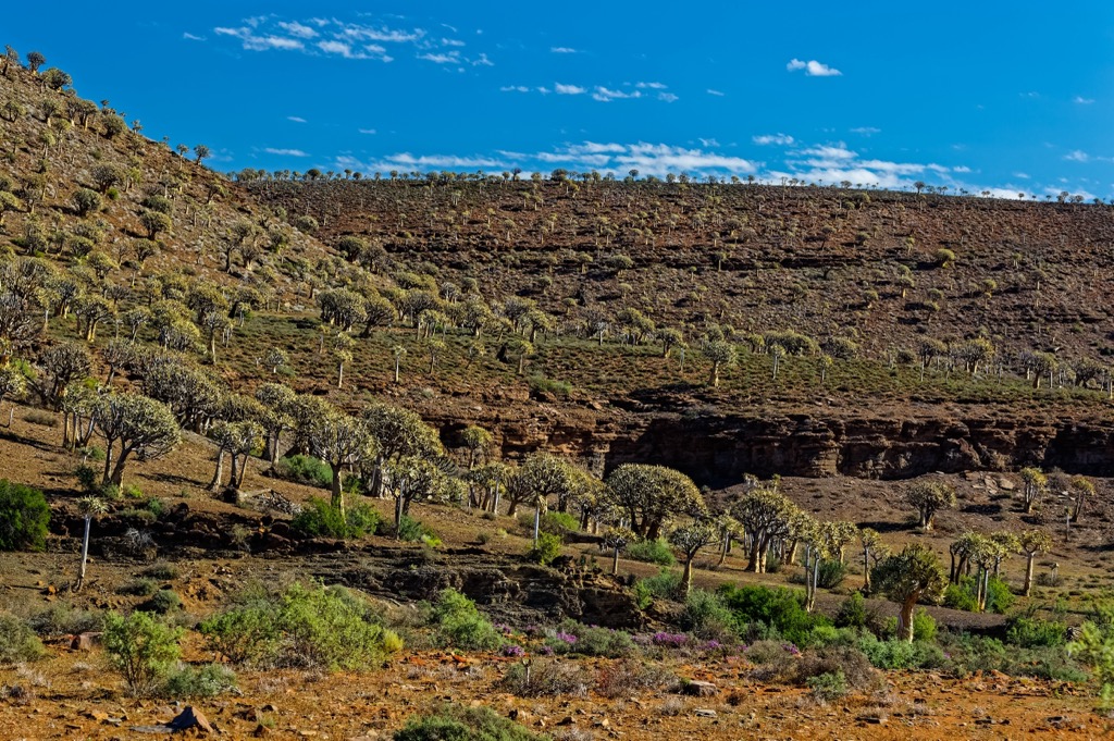 quiver trees, South Africa