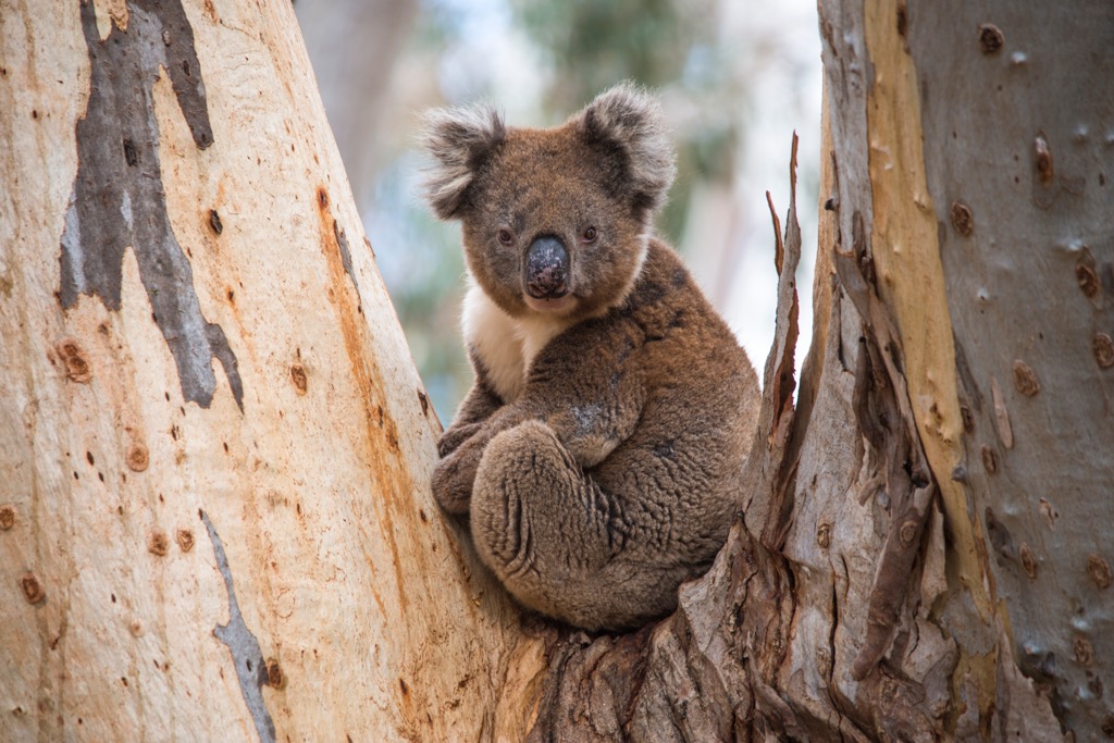 A koala on Kangaroo Island. South Australia