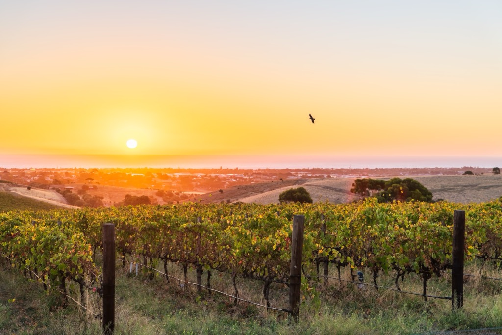 Vineyards of McLaren Vale. South Australia