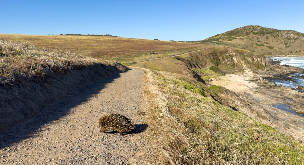 An echidna along the Heysen Trail on the Fleurieu Peninsula. South Australia