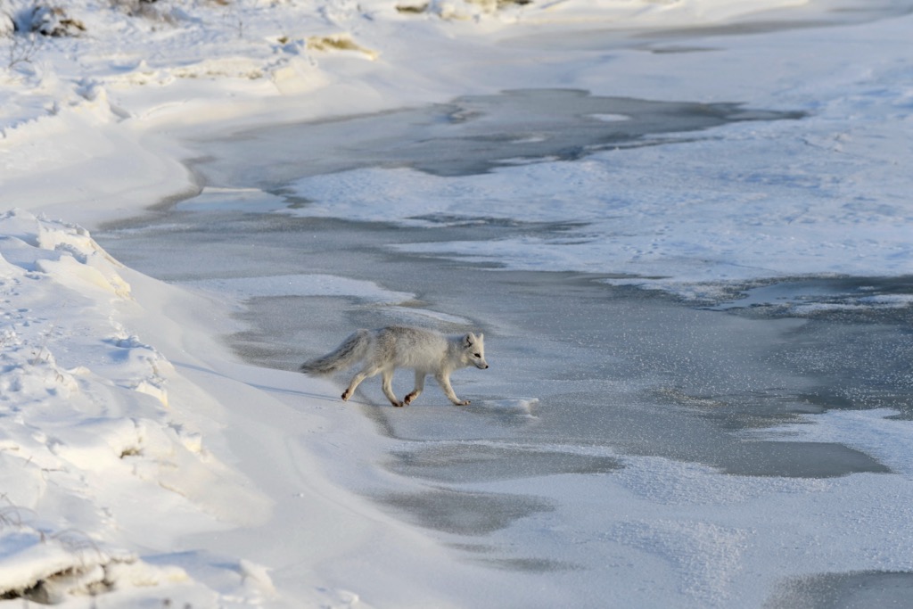 South Canadian Arctic Islands, Canada