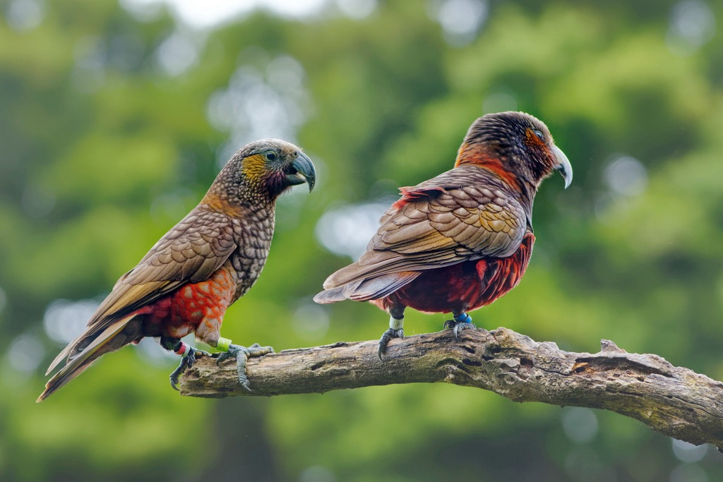 South Island Kaka, Southern Alps, New Zealand